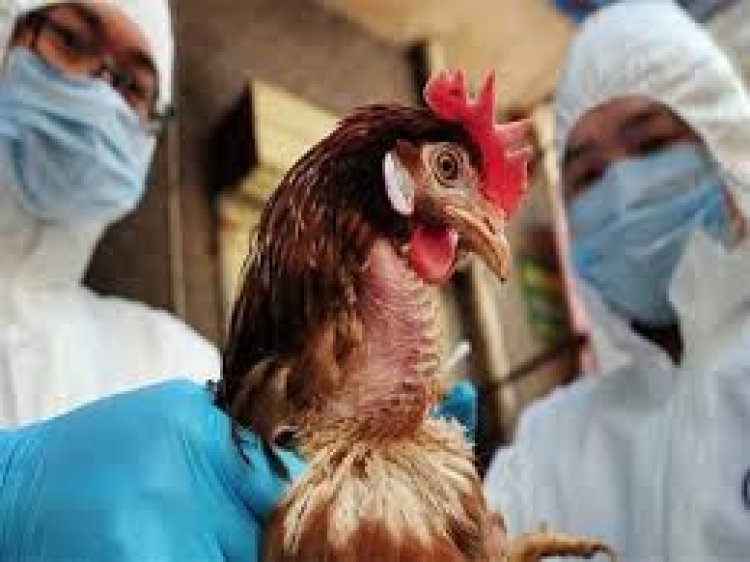 منتجو الدجاج يحذرون من انتشار إنفلونزا الطيور بسرعة في الولايات المتحدة